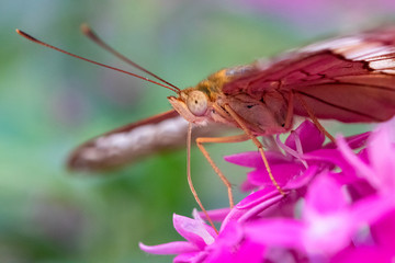 A beautiful picture of a colorful butterfly standing on a pink flower - closeup, macrophotography