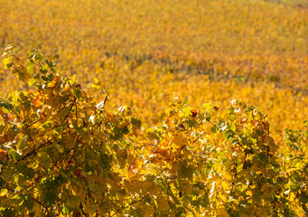 autumn landscape in the village with wineyards