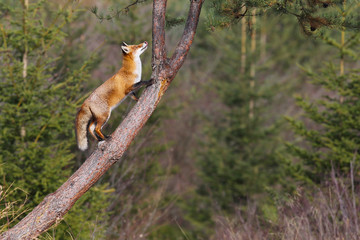 cute Red fox on three, vulpes vulpes