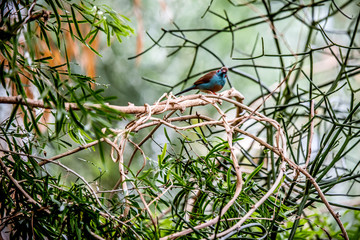 Red-cheeked Cordon-Bleu on a branch.