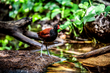 Wattled Jacana bird stands on the bank of the stream.