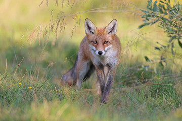 Red fox during summer time in forest, vulpes vulpes