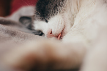 Close up portrait of sleeping cat, having her tongue out