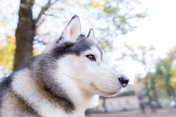 ハスキー　犬 husky