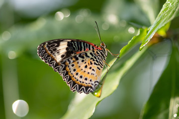 A beautiful picture of a colorful butterfly standing on a leaf - closeup, macrophotography