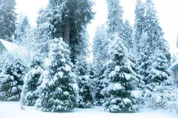 Fototapeta na wymiar Fabulous winter landscape, Christmas trees in the snow, cold, snowy winter