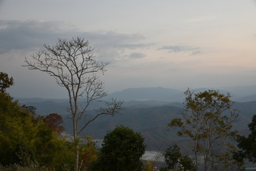 Tree on the top of mountain with beautiful landscape.