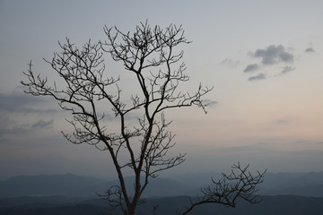 Tree on the top of mountain with beautiful landscape.