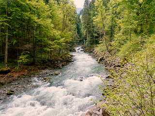 Wildfluss in einer engen Schlucht mit Bäumen in frischem Grün