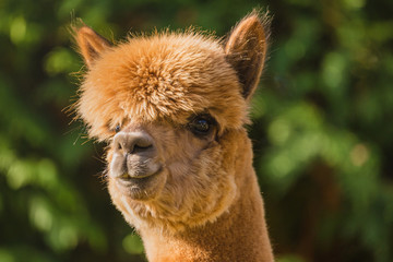 cute alpaca face closeup