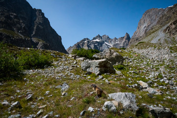 Fototapeta na wymiar Marmots in mountains of Ecrins, France