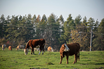 Naklejka na ściany i meble A group of grazing cows on a farmland. Cows on green field eating fresh grass. Agriculture concept. Global warming caused by greenhouse gases produced by cows.