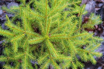 Young Christmas trees in the forest