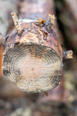 Abstract cross section of large cut Pine tree. Shallow depth of the field