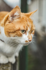 Cat that sees a threat is preparing for a jump, a cat's emotions close up. Shallow depth of the field