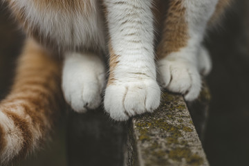 Cat red white paw on concrete surface, close up cat foot on gray background. Detail shot of soft Cat paws while sitting on fence. - Powered by Adobe