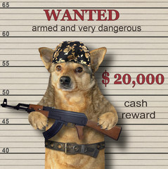 The beige dog gangster in a black bandana and a steel belt holds a machine gun Kalashnikov AK-47. He is wanted. Lineup background.