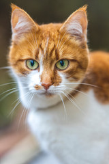 Cat that sees a threat is preparing for a jump, a cat's emotions close up. Shallow depth of the field