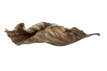 Tropical dry leaves on a white background.clipping path