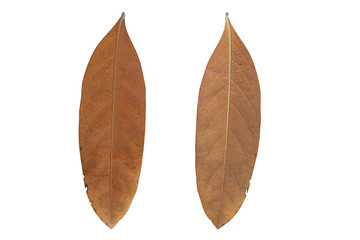 Tropical leaves, front and back on a white background.clipping path