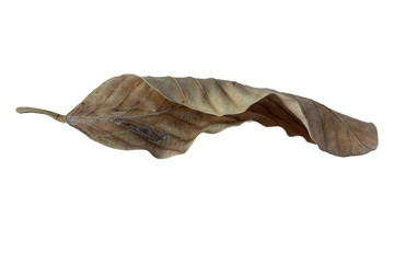 Tropical dry leaves on a white background.clipping path
