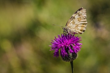 Female of marbled white butterfly sitting on purple knapweed flower on a summer sunny day. Blurry green background.