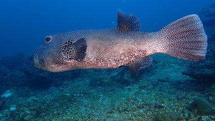 the boxfish scientific name: Ostraciidae is in cowfish in tropical sea found near rock in Similan island of Andaman sea Thailand