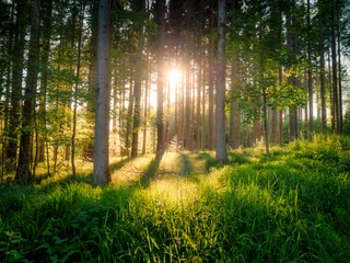 Zelfklevend Fotobehang Image of beautiful forest with sunlight and fairy tale mood © Alex