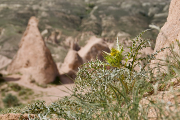 Thistle on rock