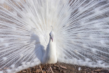 Naklejka premium Elegant white color peacock