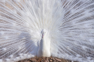 Elegant white color peacock