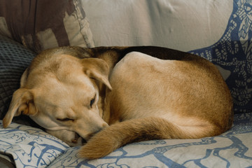 Cute sleeping labrador dog portrait, family pet love