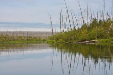 Dead Forest, killed by the Norilsk Nickel Plant.