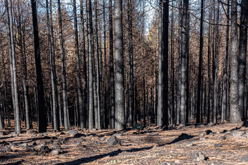 Marks of wildfire and forest fire on woods in Gran Canaria mountains