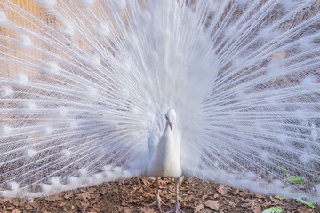 Fototapeta premium Elegant white color peacock