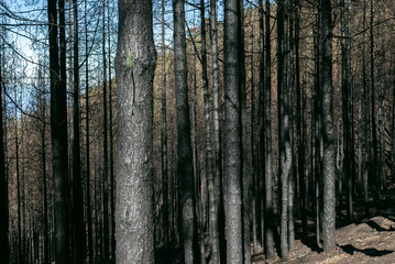 Obraz premium Marks of wildfire and forest fire on woods in Gran Canaria mountains