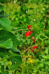 Flowers and leaves of bush beans (Phaseolus vulgaris) in a field.