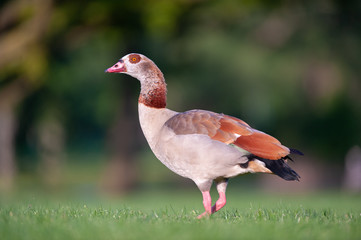 Nilgans auf Wiese