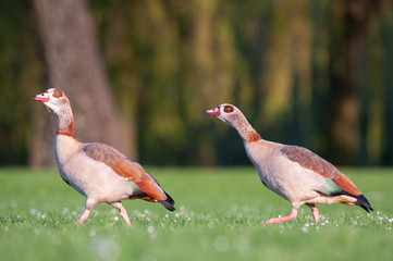 Zwei Nilgänse auf Wiese