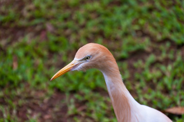 An adult male of the eastern cattle egret Bubulcus coromandus