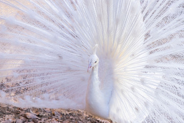 Obraz premium Elegant white color peacock