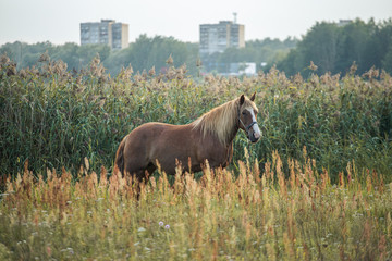 horse in a field