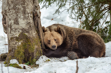 Schlafender Braunbär gegen Baumstamm gelehnt in Winterlandschaft