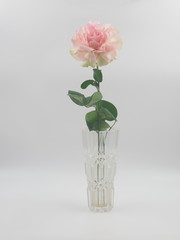 Curly rose in the glass