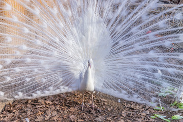 Obraz premium Elegant white color peacock