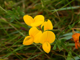 Yellow flower