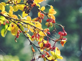A background with barberry branch in late summer