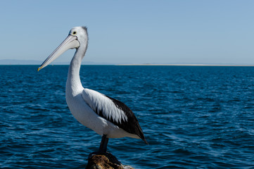 pelican on the beach