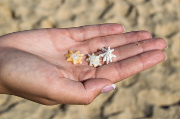 hand holding seashells on the beach with sandy background on a sunny day.