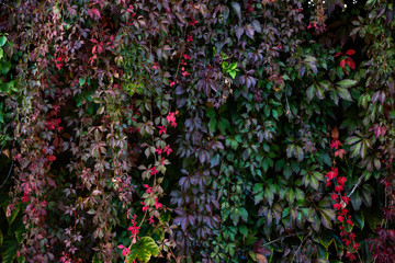 Wall ivy background texture multicolor leaves defocus